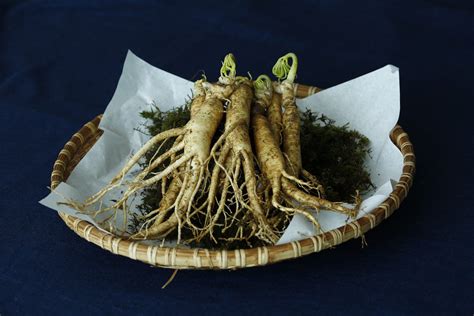 can ginseng grow in texas